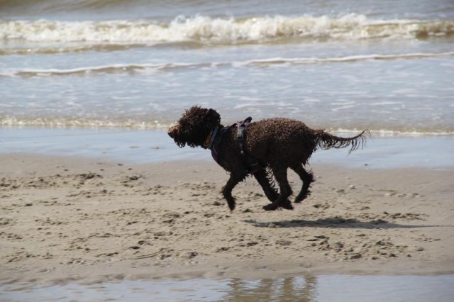 ... auch Hunde können fliegen